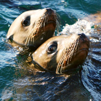 Whale-Watching Cruise