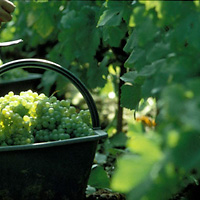 Full-Day Champagne Region Tour