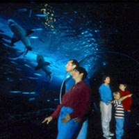 PIER 39 Attraction Pass