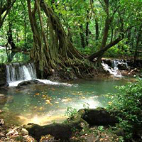 Khao Sok Rainforest Discovery Tour