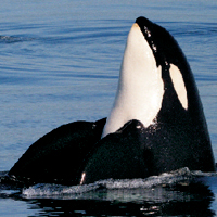 Ocean Magic Whale Watching and Wildlife Cruise