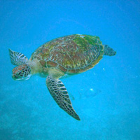 Mexican Snorkel Adventure and Eco Tour