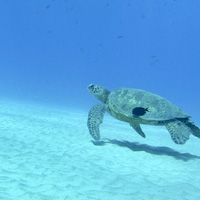 Ocean Freedom Cruise and Upolu Cay Snorkeling Adventure