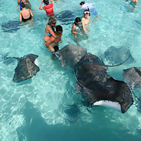 Stingray Sandbar and Reef Sail