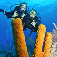 Introductory Scuba Diving Course
