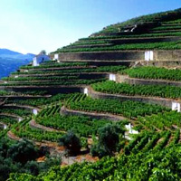 Full Day Douro Valley with Lunch and Wine Tasting