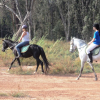 Palm Groves Horseback Riding Tour