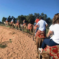 Dromedary Trekking through the Sand Dunes and Eucalyptus Forests