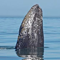 Whale-Watching Adventure