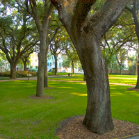 Savannah Stroll