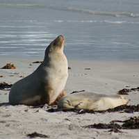 Kangaroo Island Coast-to-Coast Tour with Cruises