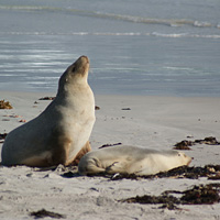 Kangaroo Island Self-Drive: Own Car plus Accommodation