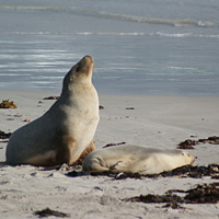 Full-Day Kangaroo Island Experience Tour with Lunch