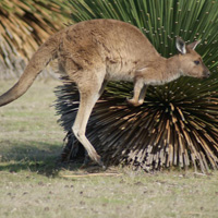 Small Group 4WD Tour: 2-Day Kangaroo Island Highlights Excursion with Cruise, Return Flight, and Overnight Accommodation