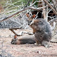 Small Group 4WD Tour: Kangaroo Island Wildlife Discovery with Cruise, Return Flight, and Lunch