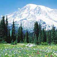 Mt. Rainier Tour