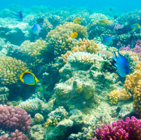 Schooner Reef Sailing in Key West with Snorkeling