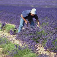 Lavender Tour