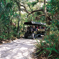 Billie Swamp Safari