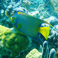 Snorkel Safari Tour