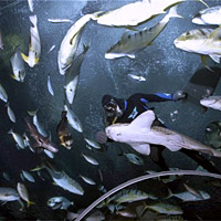 Half-Day Sentosa with Round Trip Transfer