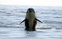 Zodiac or Motor Yacht Whale Watching Tour