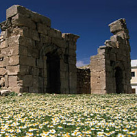 Half-Day Desert Castle Tour