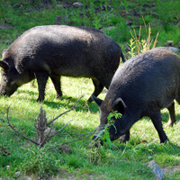 Wildlife Safari in Stockholm with Transport, Snacks, and Beverages