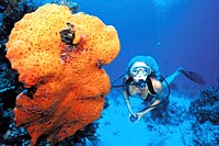 Dive Bahamas