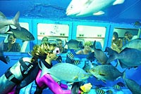 Sea World Explorer Semi Submarine and Snorkel