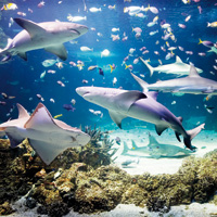 Priority Admission to the Sea Life Sydney Aquarium