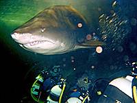 Shark Dive Extreme