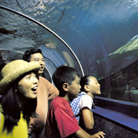 Sydney Attractions Combination Ticket