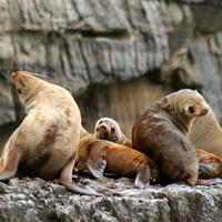 Tasman Peninsula Full-Day Tour Including Port Arthur Historic Site