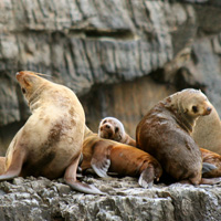 Tasman Peninsula Full-Day Tour with Tasmanian Devil Conservation Park Visit