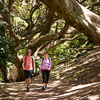 Auckland Maori Full-Day Tour