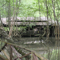 Langkawi Full-Day Tour: Mangrove Forest and Eagle Watching