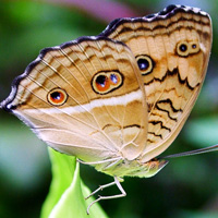 Kuala Lumpur Nature Tour (Private, Half-Day)