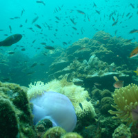 Langkawi Full-Day Tour: Pulau Payar Marine Park
