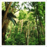 Rainforest and Canopy Walkway Tour (Private, Half-Day)