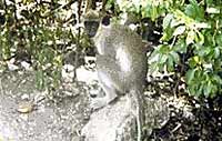 St. Kitts Island Tour