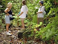 Half-Day Rainforest Tour