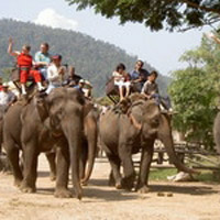 Full-Day Private Safari Adventure