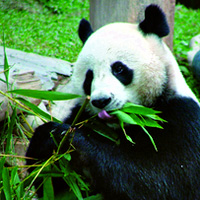 Full-Day Private Temple, Zoo, and Hot Springs Tour
