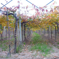 Wine Growers Tour