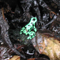 Small Group Tour: Jungle Experience
