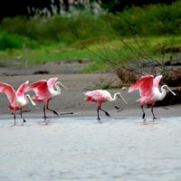 Bird-Watching River Cruise