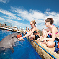 Dolphin Encounter