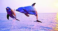 Las Marietas Eco Discovery