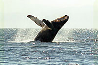 Luxury Sailing with Whales